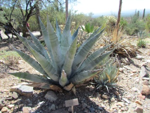 agave