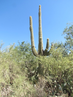 Saguaro