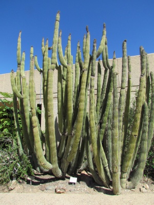 organ pipe