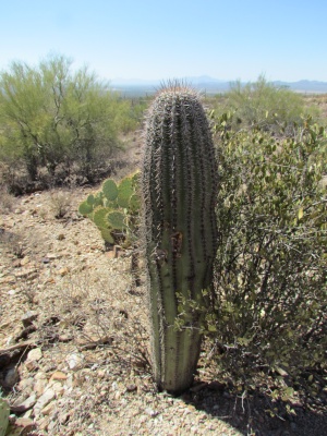 barrel cactus