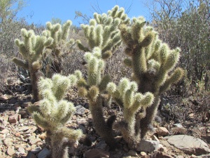 cholla cactus