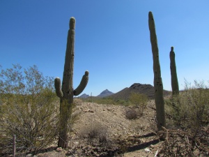 saguaro