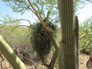 desert plants