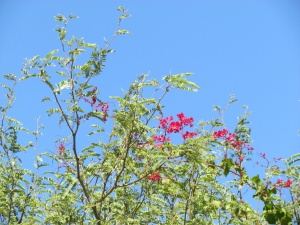 red flowers