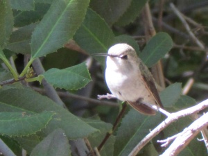 hummingbird