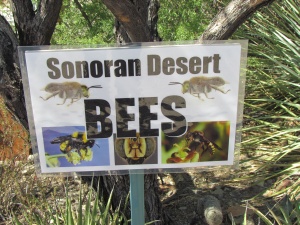 Sonoran Desert bees