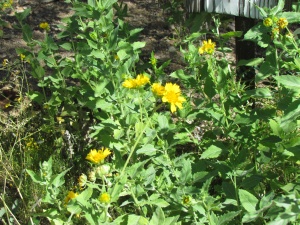 yellow flowers