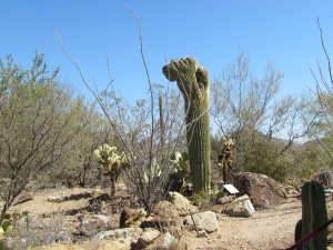 tall cactus