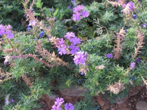 purple flowers