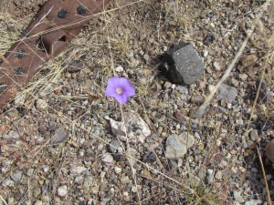 purple flower