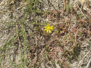 yellow flower