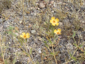 yellow flowers