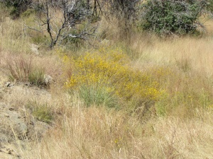 yellow flowers