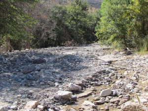 rocks & trees