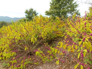 American beauty berry