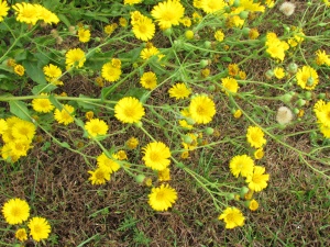 fall flowers