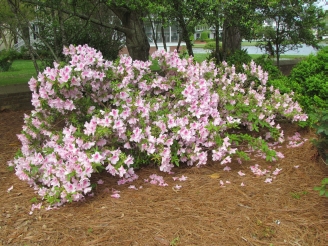 azaleas