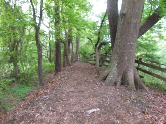 Dismal Swamp trail