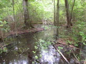 swamp