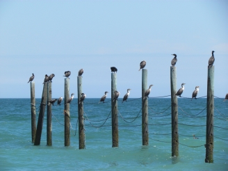 birds on the fence