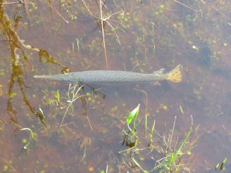 long-nose gar