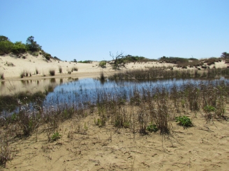 Jockey's Ridge