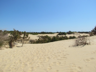 Jockey's Ridge