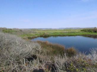 Pea Island Refuge