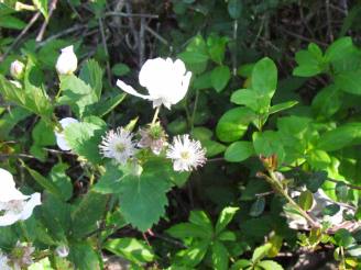 white flowers