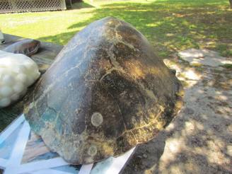 loggerhead shell