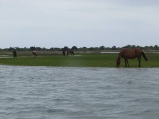 wild horses