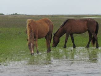 two horses