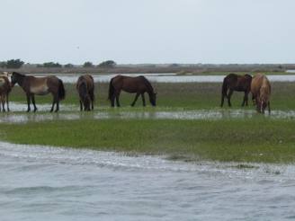 horses