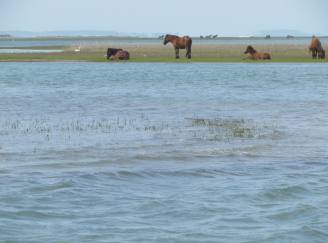 horses