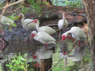 ibis