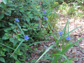 spiderwort