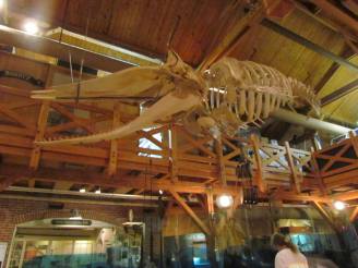 whale skeleton