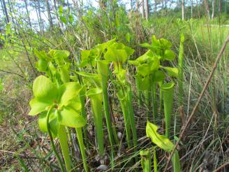 pitcher plant