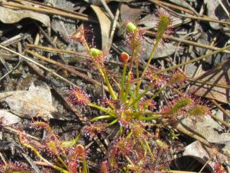 sundew