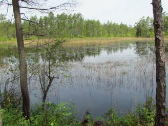 the pond