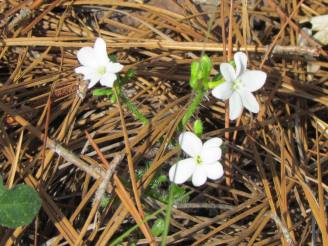 white flowers