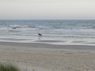 dog in surf