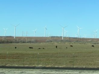 cows and windmills