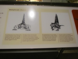 Dimetrodon drawings