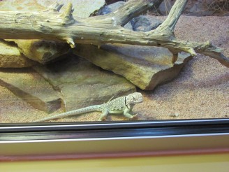 Collared lizard