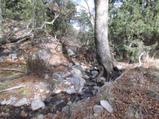 big tree in stream