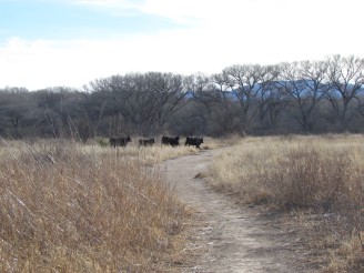 cattle running