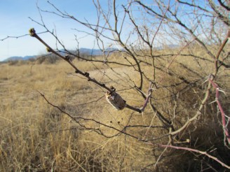 preying mantis