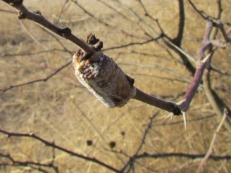 egg case