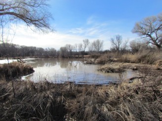 Green Kingfisher Pond